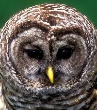 owl