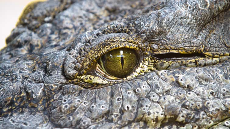 manhurlsalligatorthroughdrive-thru-jpg