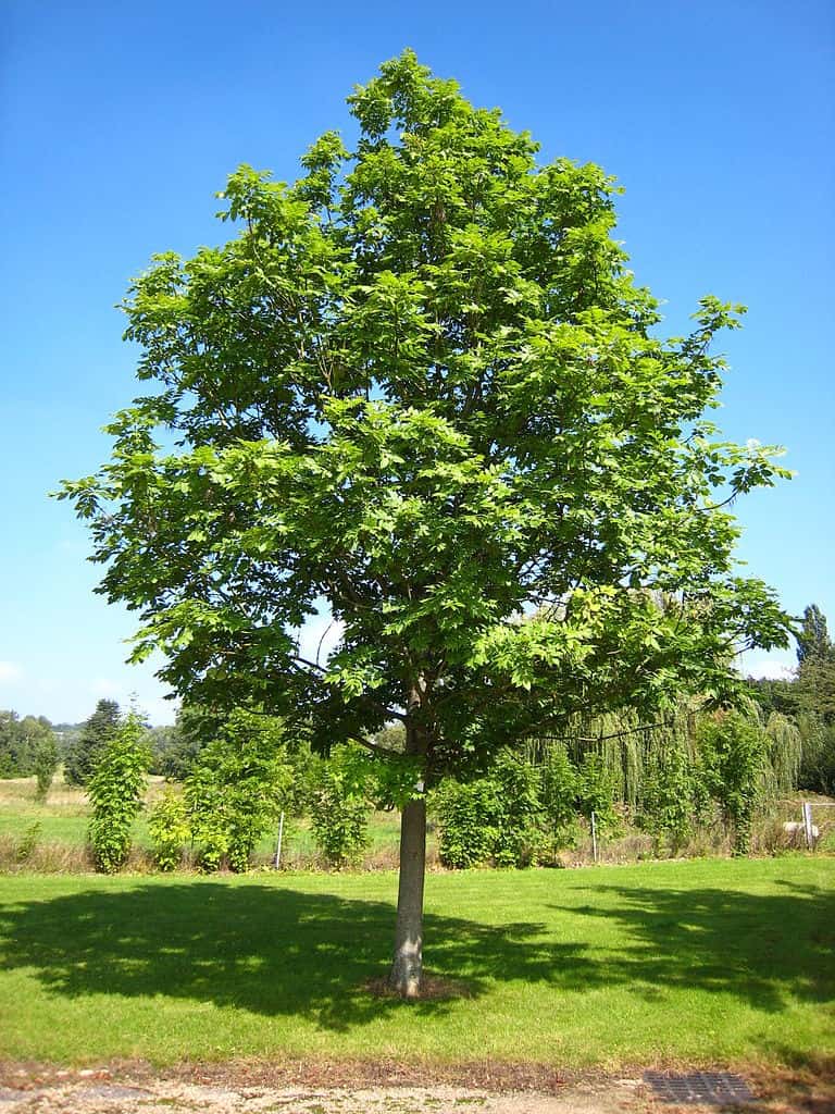 ash-tree