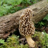 morel-mushroom