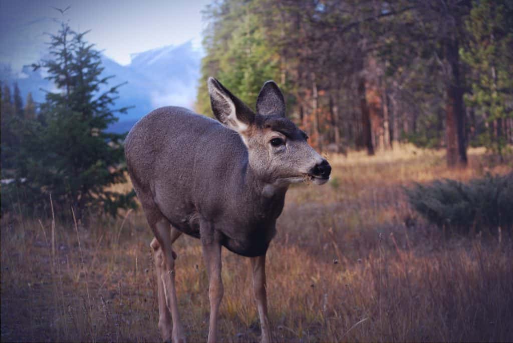 City of Burlington continuing urban deer management program - Vimarsana News
