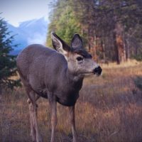 deer-free-stock-image