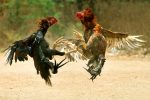 1200px-cock_fight