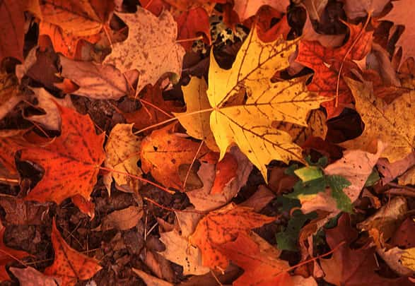 City of Burlington leaf collection program  KBUR