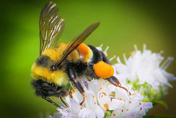 Luther college students find 7 new bee species in Iowa - Vimarsana News