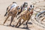 greyhound-racing
