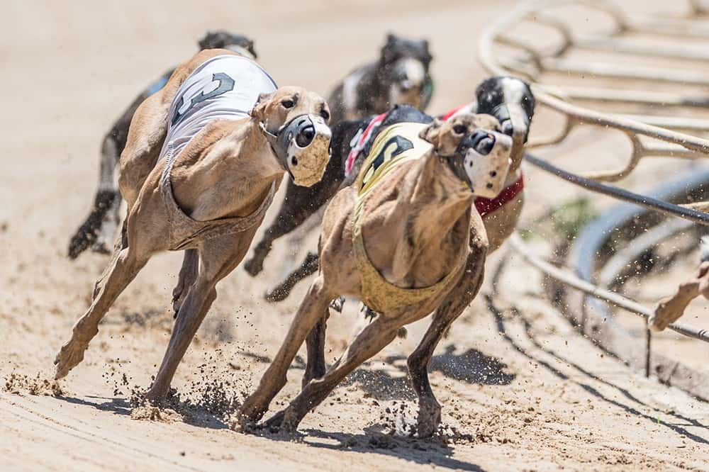 The q casino dubuque dog racing