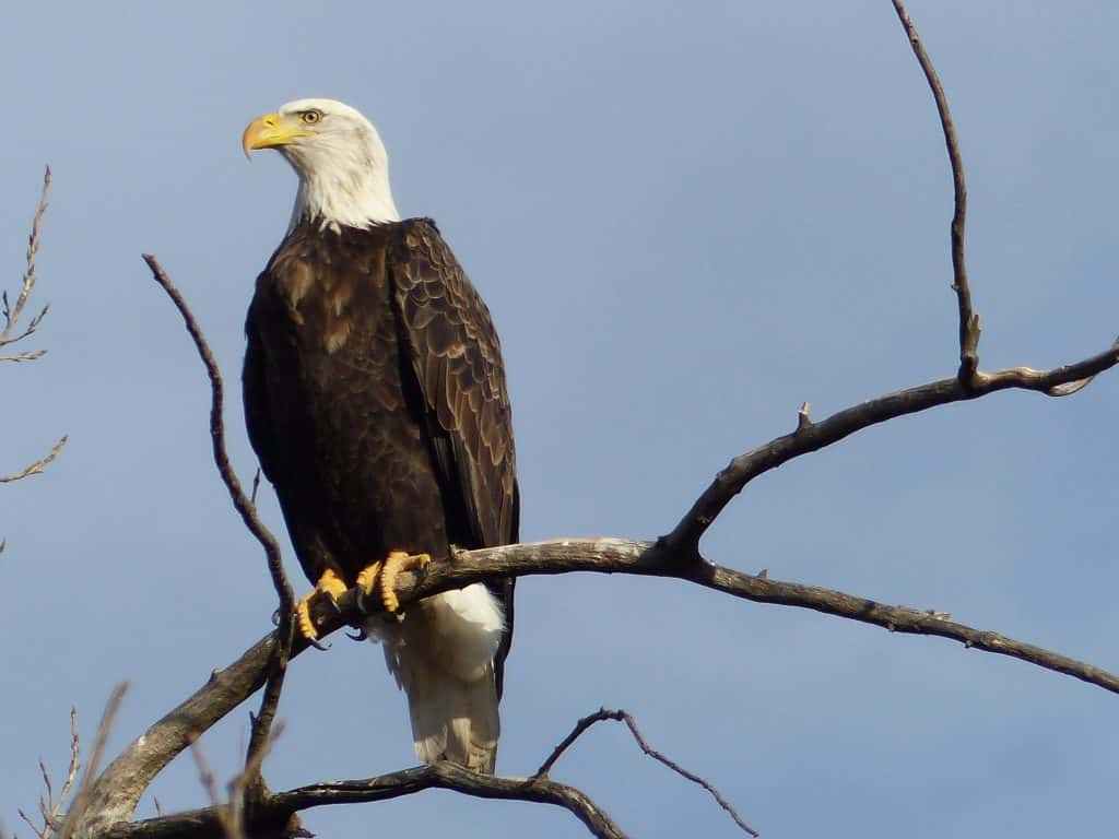 Des Moines County Conservation Eagle Watch - Vimarsana News