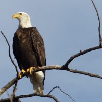 bald-eagle