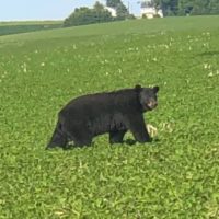 iowa-bear