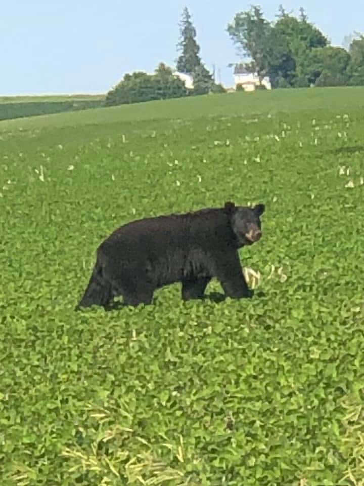 Yes, that's a black bear in eastern Iowa KBUR