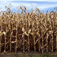 drought-corn