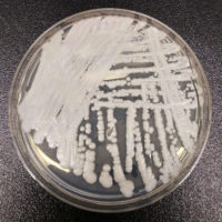 superbug-fungus