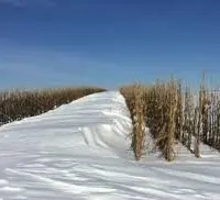 cornsnowfence