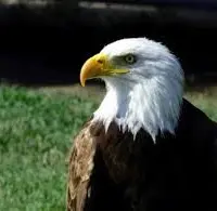 baldeagle