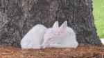 whitefawn