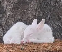 whitefawn