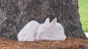 whitefawn