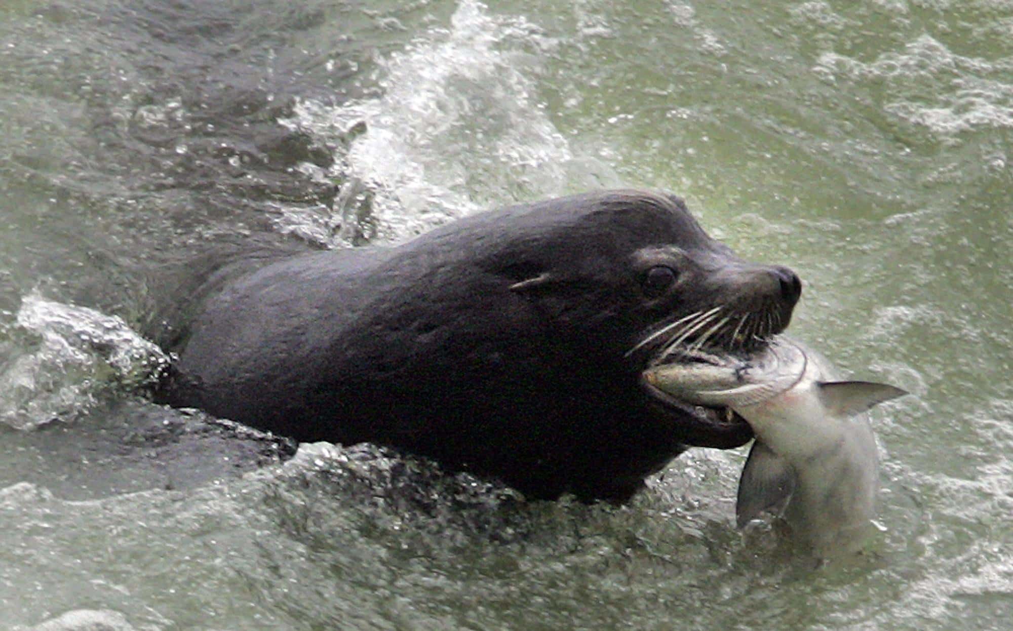 sea-lions-salmon