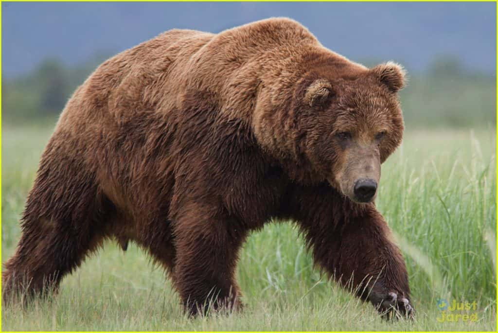 Statement On NPS & USFWS Final EIS For Restoring Grizzly Bears To The ...