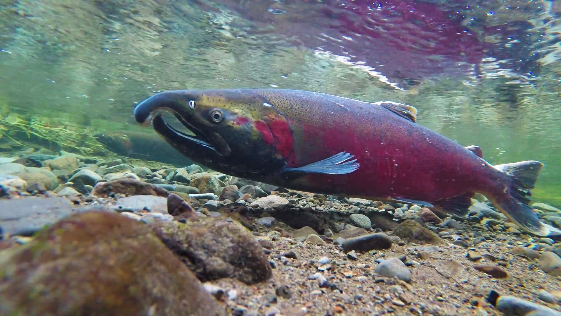 coho-salmon