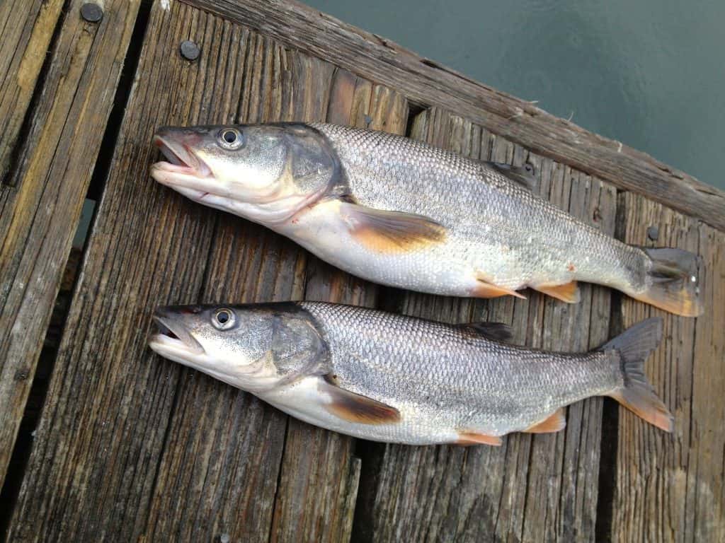 Northern pikeminnow Sport Reward Fishery opens Sunday, runs through