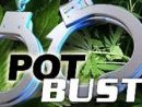 marijuana-bust