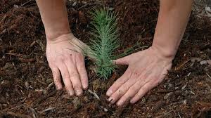 tree-planting
