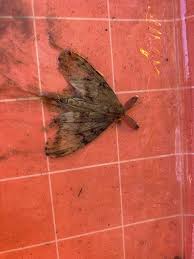 hokkaido-gypsy-moth