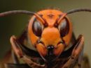 giant-asian-hornet