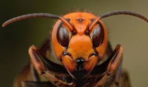 giant-asian-hornet