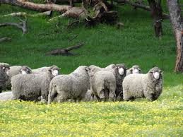grazing-sheep