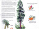 western-white-pine-poster