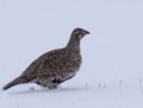 greatersagegrouse120222