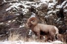 idfgbighornsheep121422