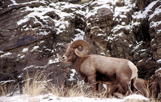 idfgbighornsheep121422