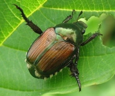 japanesebeetle122022b