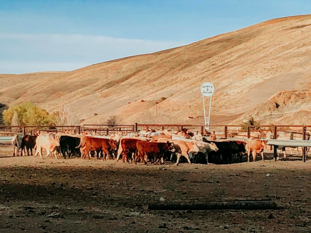 Whitman County Ranch Settles With US Attorneys Office - Vimarsana News