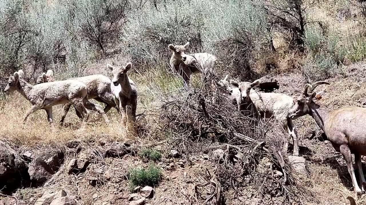 bighornsheep010523b