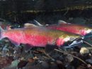 Coho salmon returning to rivers and streams around Puget Sound are dying before they can spawn. Photo by Roger Tabor, US Fish and Wildlife
