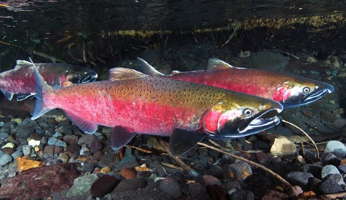Coho salmon returning to rivers and streams around Puget Sound are dying before they can spawn. Photo by Roger Tabor, US Fish and Wildlife