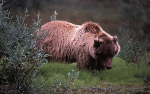 grizzlybear020323