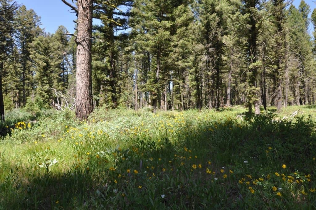 Federal Legislation Introduced to Manage Forests, Reduce Wildfire Risk - Vimarsana News