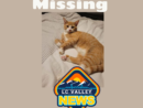 missing-pet