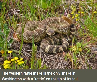 rattlesnake043023