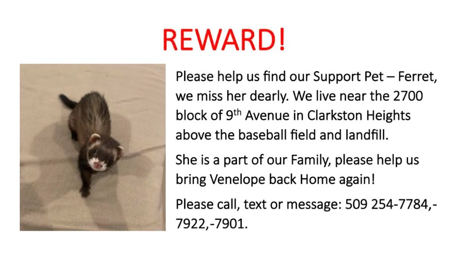 lostferret052623