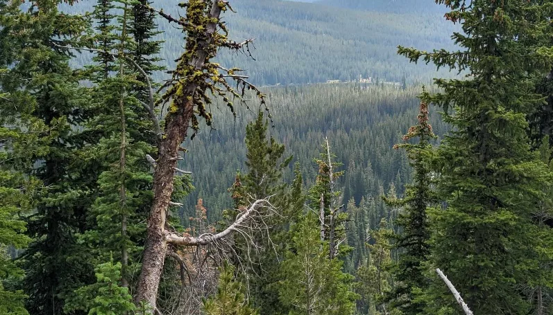 elkcitytimbersale081123