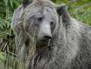 grizzly-bear-in-yellowstone-national-park