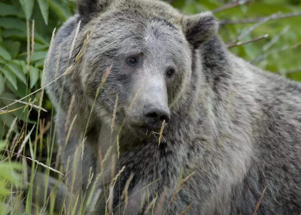 grizzly-bear-in-yellowstone-national-park