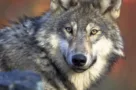 wdfwgraywolf020224